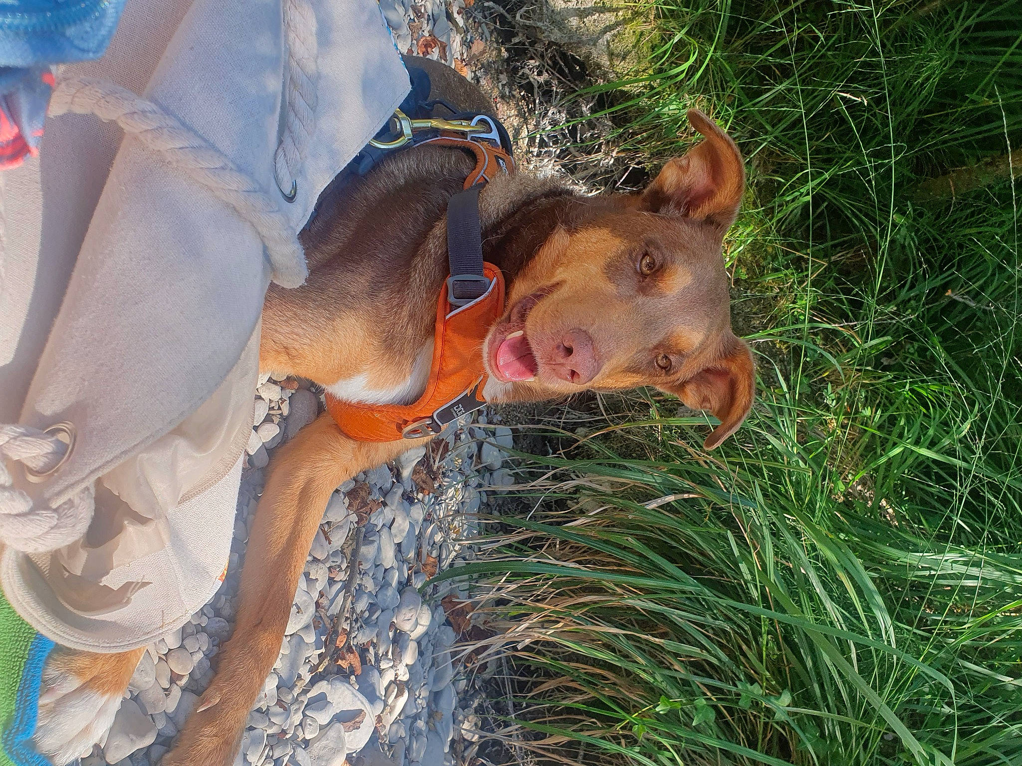 Billy a rejoint le concours — aidez-le/la à gagner de superbes lots ! canidae, carnivore, companion_dog, dog, dog_breed, fawn, fun, grass, guard_dog, hunting_dog, liver, plant, snout, soil, sporting_group, tail, terrestrial_animal, working_animal