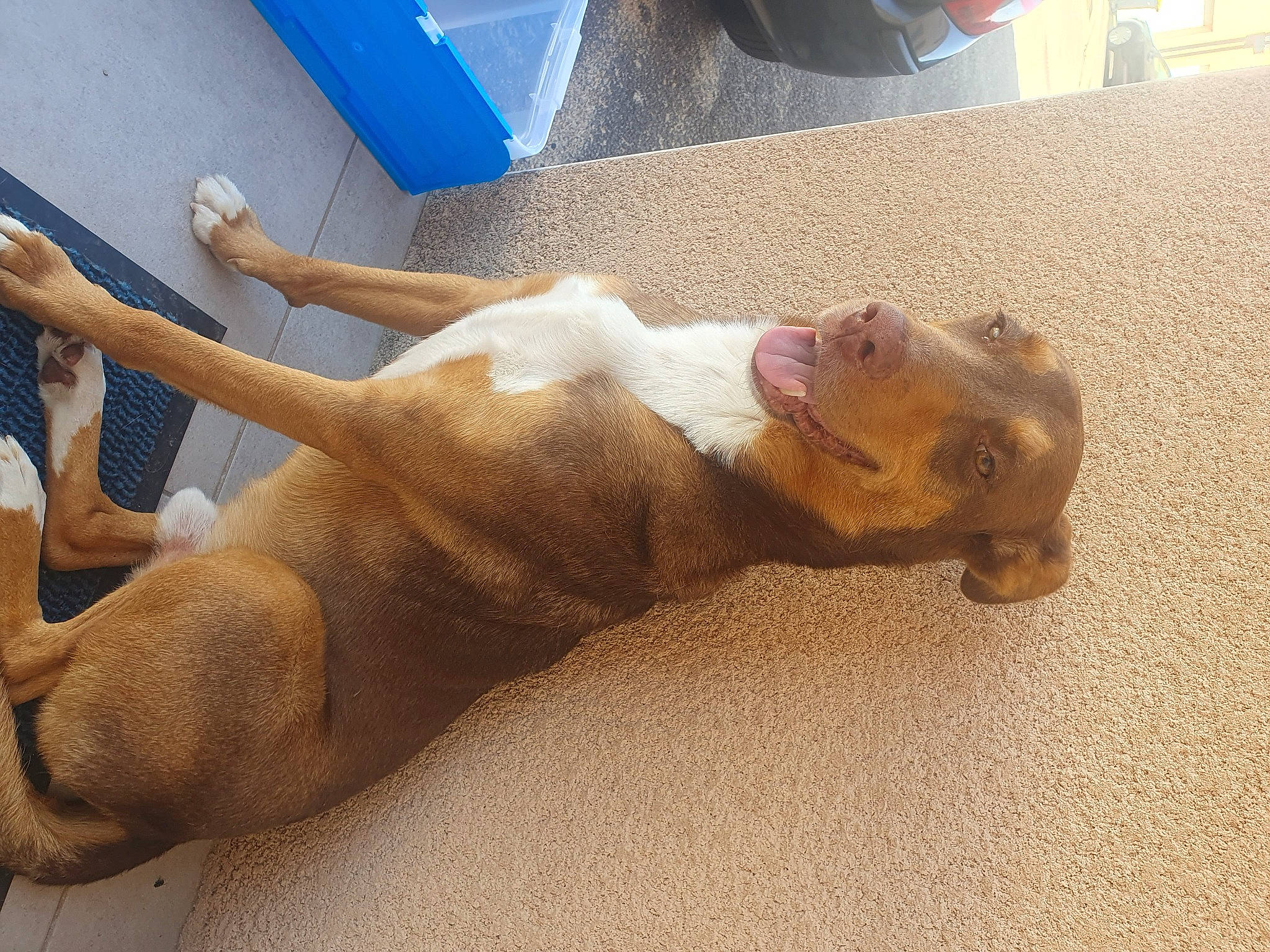 Billy a rejoint le concours — aidez-le/la à gagner de superbes lots ! canidae, carnivore, comfort, companion_dog, dog, dog_breed, dog_supply, fawn, fur, human_leg, liver, non_sporting_group, paw, snout, sporting_group, tail, terrestrial_animal, thigh, wood, working_animal