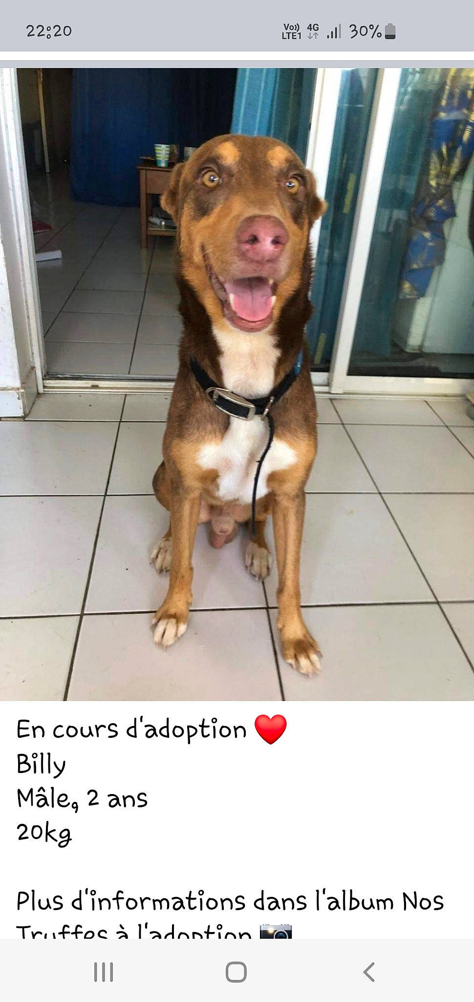 Billy participe au concours pour gagner de l'argent avec cette photo : canidae, carnivore, collar, companion_dog, dog, dog_breed, dog_collar, door, fawn, flooring, fur, guard_dog, leash, liver, pet_supply, photo_caption, sporting_group, tail, whiskers, working_animal