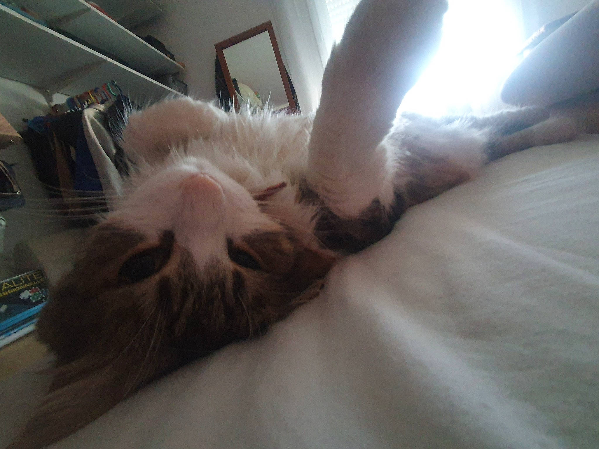 Meïko a rejoint le concours — aidez-le/la à gagner de superbes lots ! bed, carnivore, cat, claw, comfort, domestic_short_haired_cat, fawn, felidae, foot, fur, gesture, hardwood, human_leg, nail, paw, room, shelf, small_to_medium_sized_cats, tail, whiskers