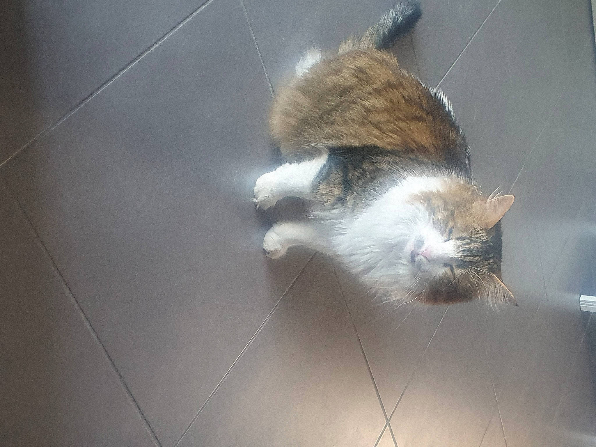 Meïko participe au concours pour gagner de l'argent avec cette photo : carnivore, cat, claw, domestic_short_haired_cat, fawn, felidae, flooring, fur, grey, paw, rodent, small_to_medium_sized_cats, squirrel, tail, whiskers, wildlife, window, wood