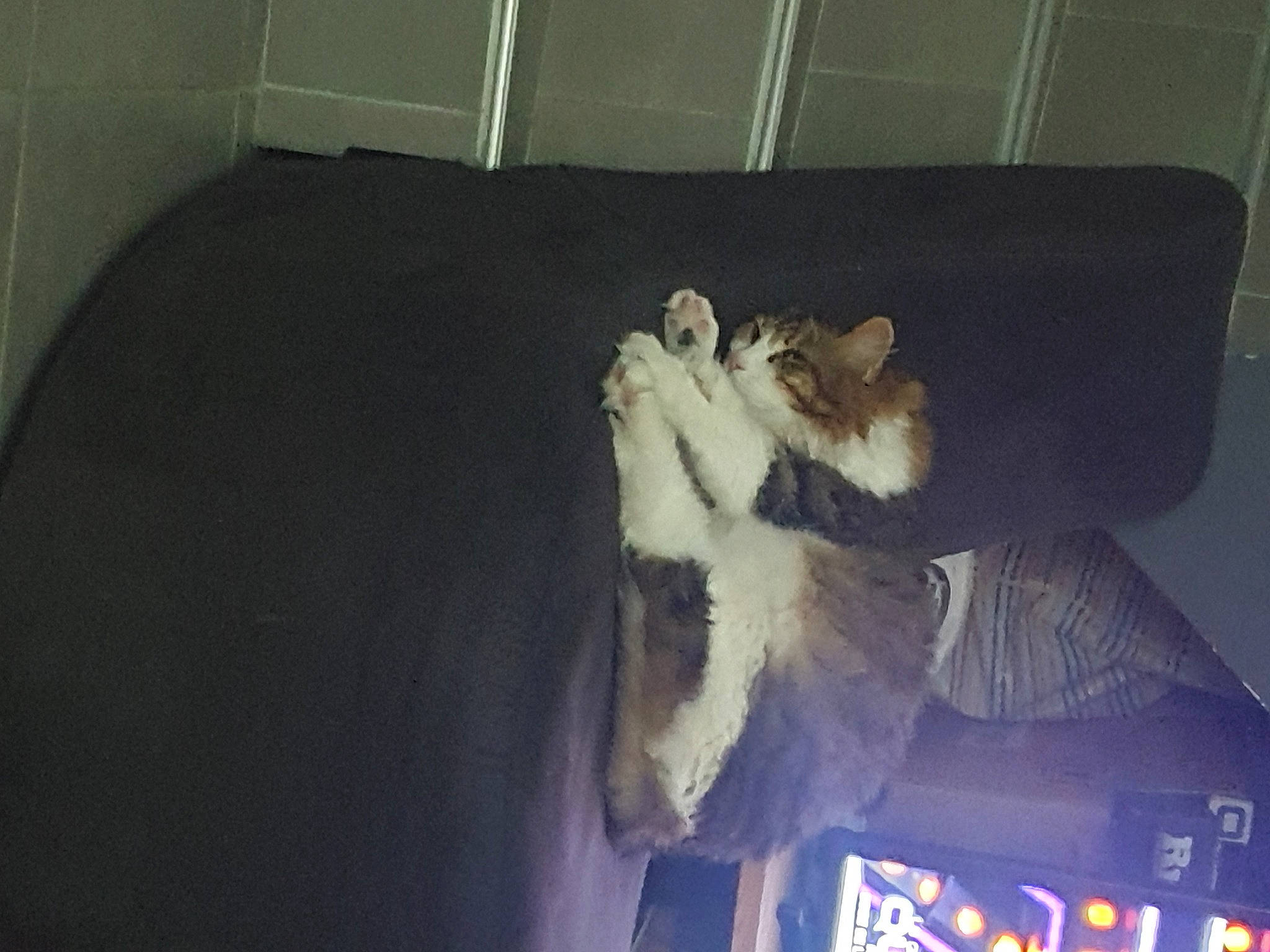 Meïko a rejoint le concours — aidez-le/la à gagner de superbes lots ! canidae, carnivore, comfort, companion_dog, display_device, dog_breed, entertainment, event, felidae, flooring, fur, machine, room, small_to_medium_sized_cats, sporting_group, tail