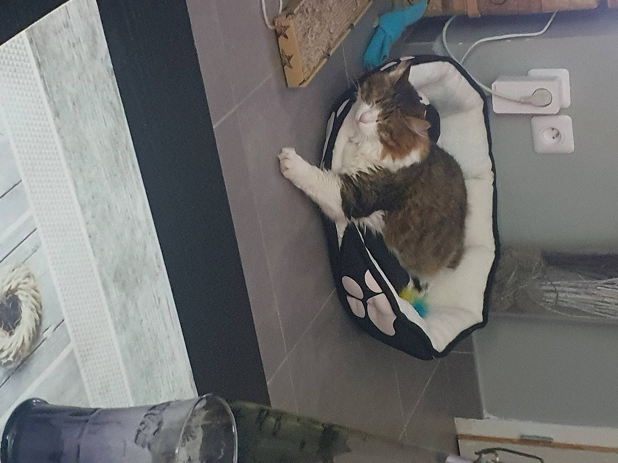 Meïko participe au concours pour gagner de l'argent avec cette photo : cat, comfort, domestic_short_haired_cat, felidae, flooring, fur, grey, machine, mechanical_fan, room, small_to_medium_sized_cats, stuffed_toy, tail, vehicle_door, walking_shoe, whiskers, wood