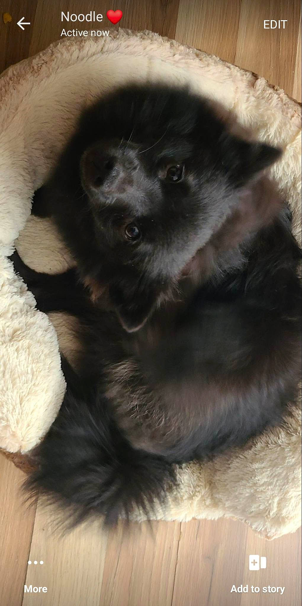 Cake joined the competition — help win amazing prizes! canidae, carnivore, cat, claw, companion_dog, dog_breed, fawn, felidae, fur, small_to_medium_sized_cats, snout, sporting_group, tail, terrestrial_animal, whiskers, working_animal