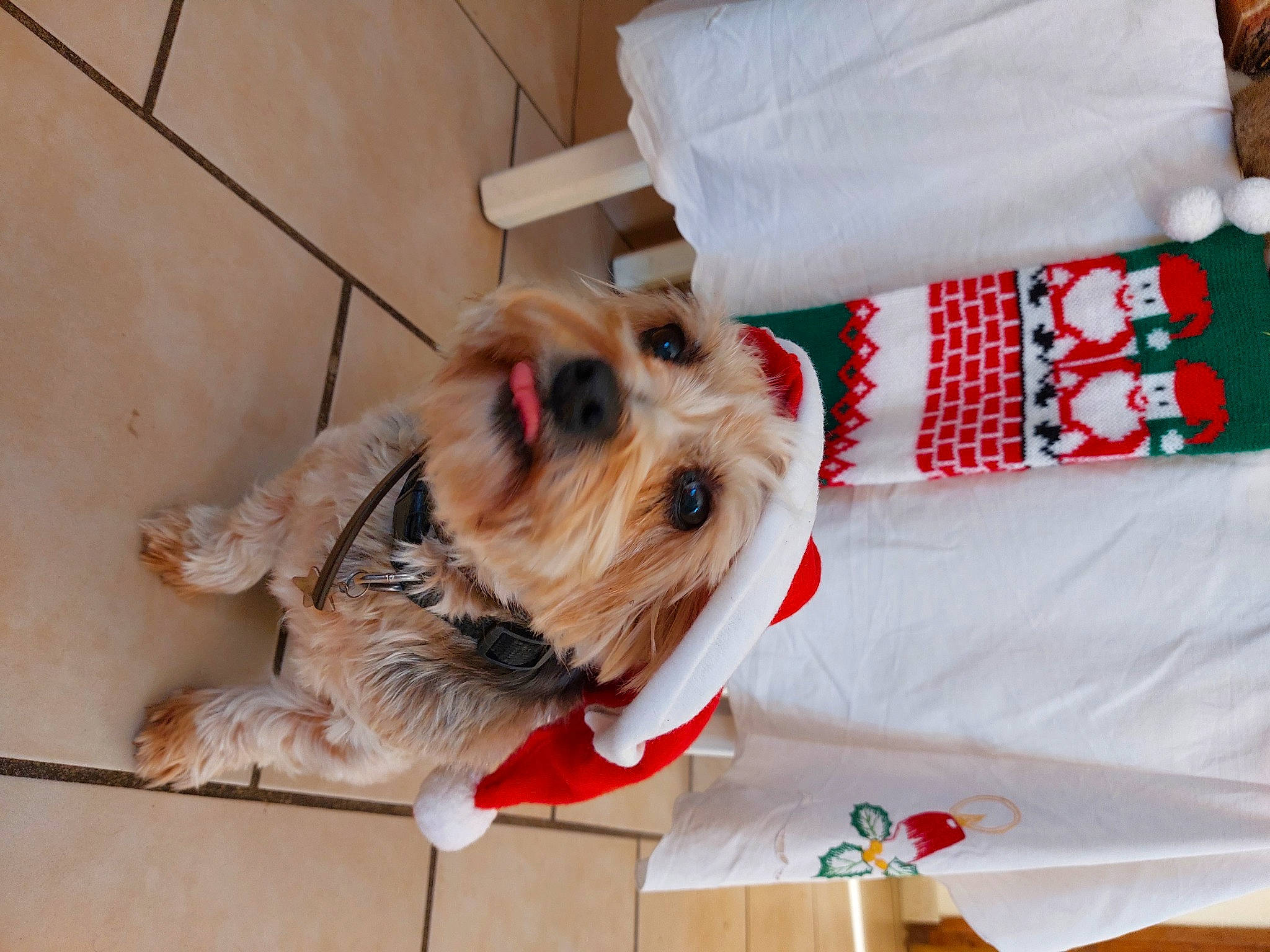 Carina participe au concours pour gagner de l'argent avec cette photo : canidae, carnivore, comfort, companion_dog, dog, dog_breed, dog_supply, event, fawn, flooring, fur, pet_supply, small_terrier, snout, sporting_group, terrier, toy, toy_dog, wood, working_animal