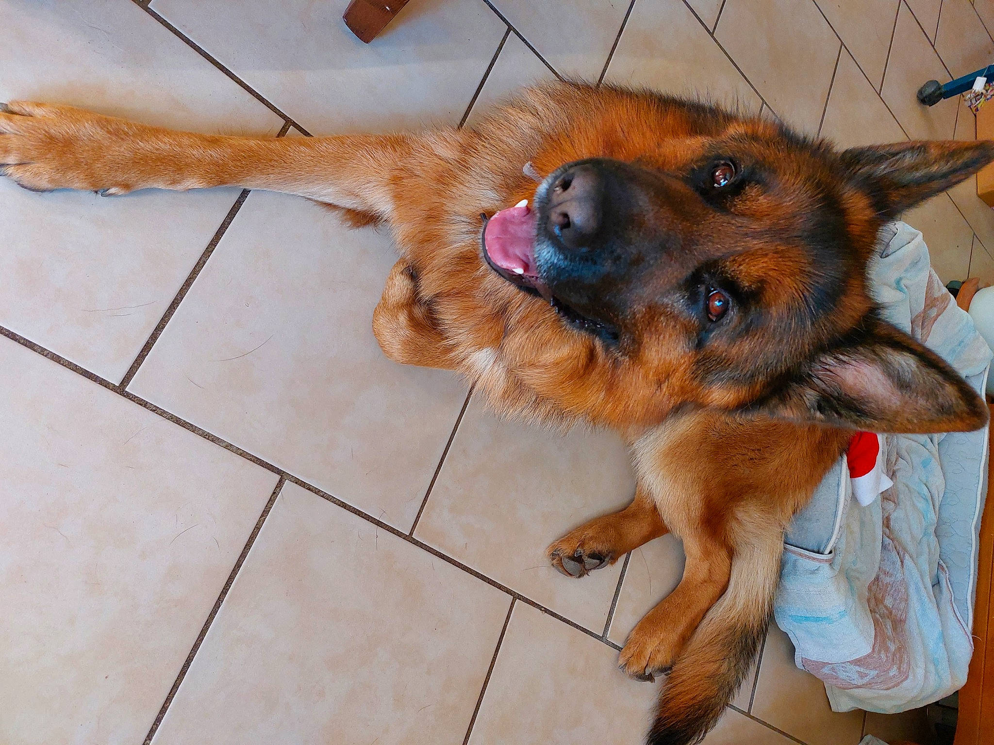 Tex participe au concours pour gagner de l'argent avec cette photo : canidae, carnivore, companion_dog, dog, dog_breed, door, fawn, flooring, fur, hardwood, herding_dog, king_shepherd, old_german_shepherd_dog, paw, pet_supply, tail, terrestrial_animal, tile_flooring, working_dog