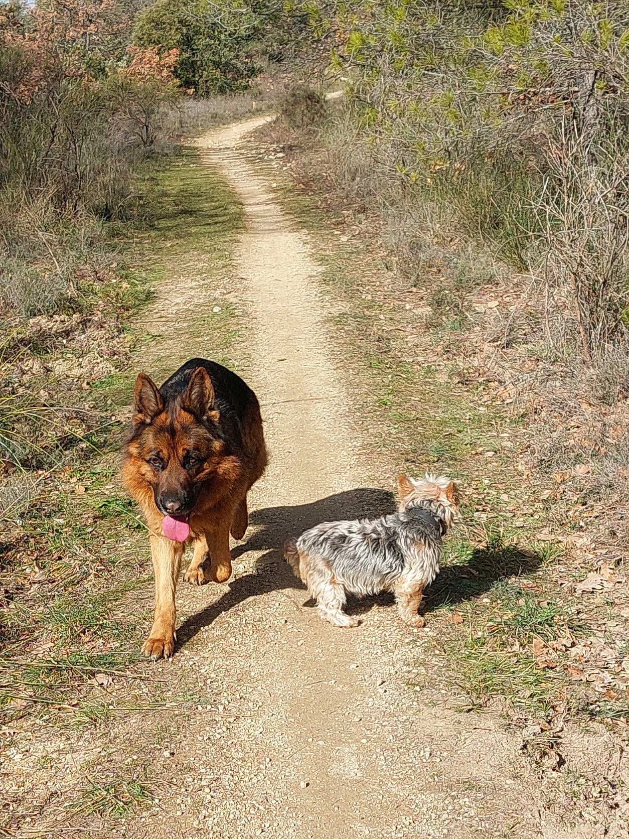 Tex a rejoint le concours — aidez-le/la à gagner de superbes lots ! asphalt, canidae, carnivore, dog, dog_breed, fawn, felidae, grass, herding_dog, landscape, leash, old_german_shepherd_dog, plant, road, road_surface, small_to_medium_sized_cats, soil, sporting_group, tail, tree