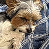 Ollie joined the competition — help win amazing prizes! dog, sleeping, small_dog, fluffy, long_hair, scruffy, brown_and_white, closed_eyes, paws, black_nose, ears, pet, cute, relaxed, cozy, blanket, blue_blanket, indoor, close_up, portrait