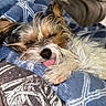 dog, small_dog, sleeping, sleepy, tongue_out, fluffy, shaggy, long_hair, brown_and_white, pet, cute, relaxed, lying_down, blanket, blue_blanket, plaid, cushion, indoors, cozy, close_up