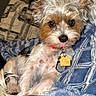 adorable, blanket, brown_and_white, canine, closeup, collar, couch, dog, indoor, long_hair, lying_down, pet, pet_tags, pointed_ears, portrait, puppy, scruffy, sitting, small_dog, tongue_out