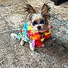 Ollie is registered to the contest to win money with this photo: dog, yorkshire_terrier, small_dog, pet, sunglasses, hawaiian_shirt, flower_lei, colorful, dressed_up, costume, fluffy, long_hair, pointy_ears, portrait, indoor, rug, floor, furniture, playful, tropical