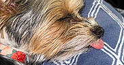 Ollie is registered to the contest to win money with this photo: dog, small_dog, sleeping, shaggy_fur, scruffy, tongue_out, pet, collar, black_nose, closed_eyes, brown_fur, white_fur, long_hair, cozy, blanket, indoor, close_up, resting, cute, portrait