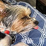 dog, small_dog, sleeping, shaggy_fur, scruffy, tongue_out, pet, collar, black_nose, closed_eyes, brown_fur, white_fur, long_hair, cozy, blanket, indoor, close_up, resting, cute, portrait