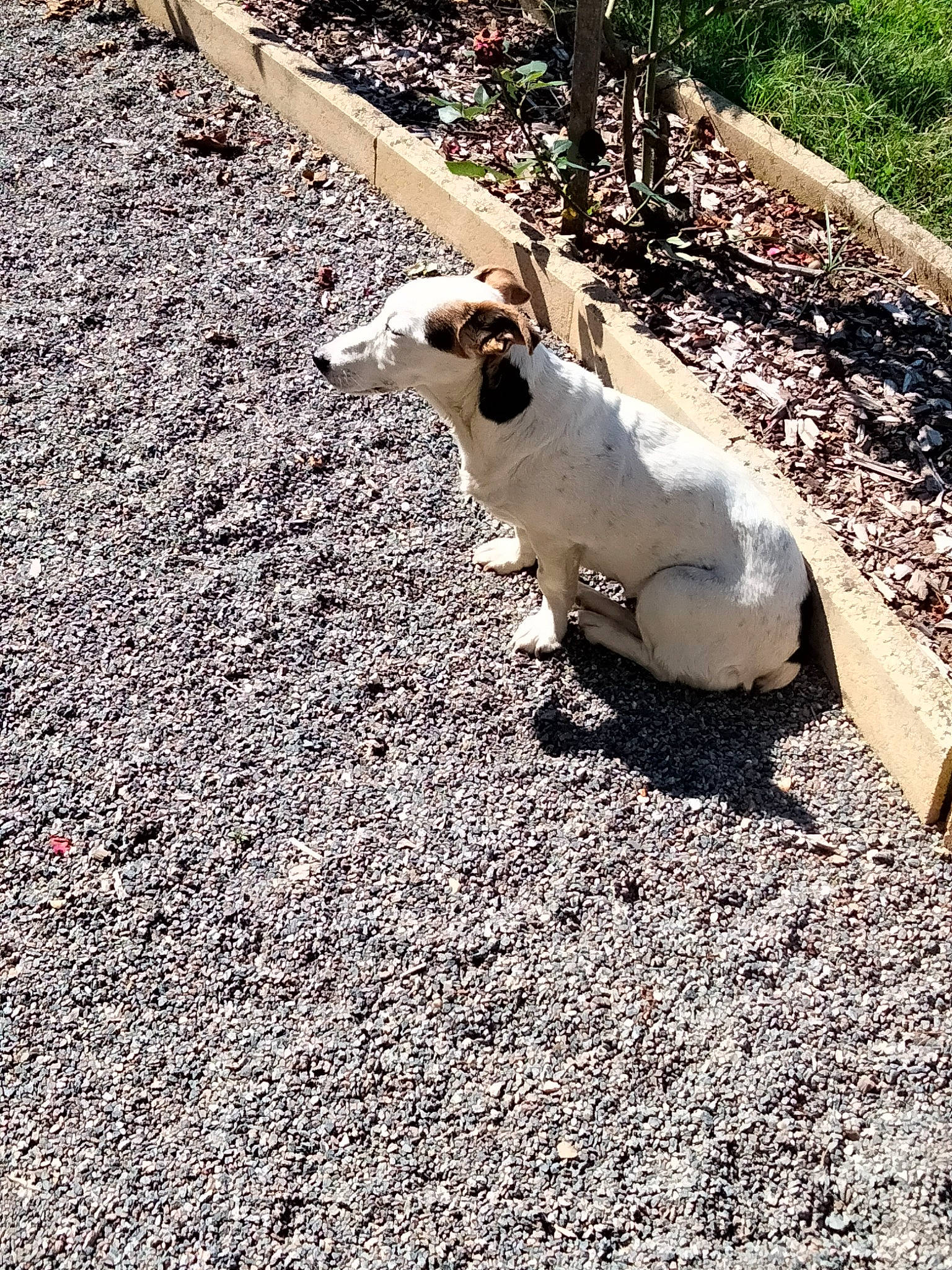 Éclipse participe au concours pour gagner de l'argent avec cette photo : asphalt, canidae, carnivore, companion_dog, dog_breed, fawn, felidae, fur, grass, paw, road, road_surface, shadow, small_to_medium_sized_cats, snout, soil, sporting_group, tail, terrestrial_animal, whiskers