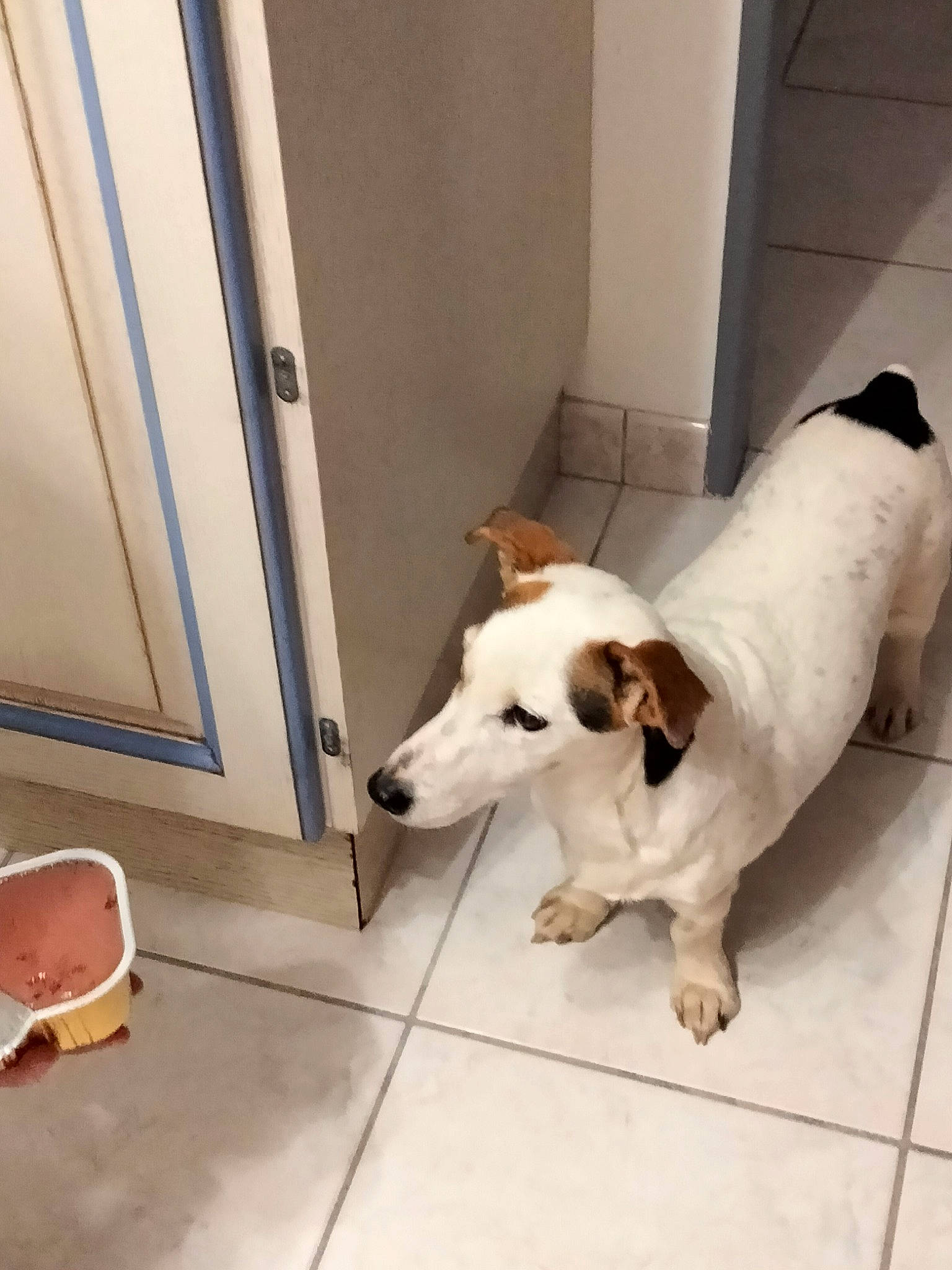 Éclipse participe au concours pour gagner de l'argent avec cette photo : canidae, carnivore, collar, companion_dog, dog, dog_breed, door, fawn, floor, flooring, fur, hardwood, paw, pet_supply, sidewalk, snout, sporting_group, tail, wood, working_animal