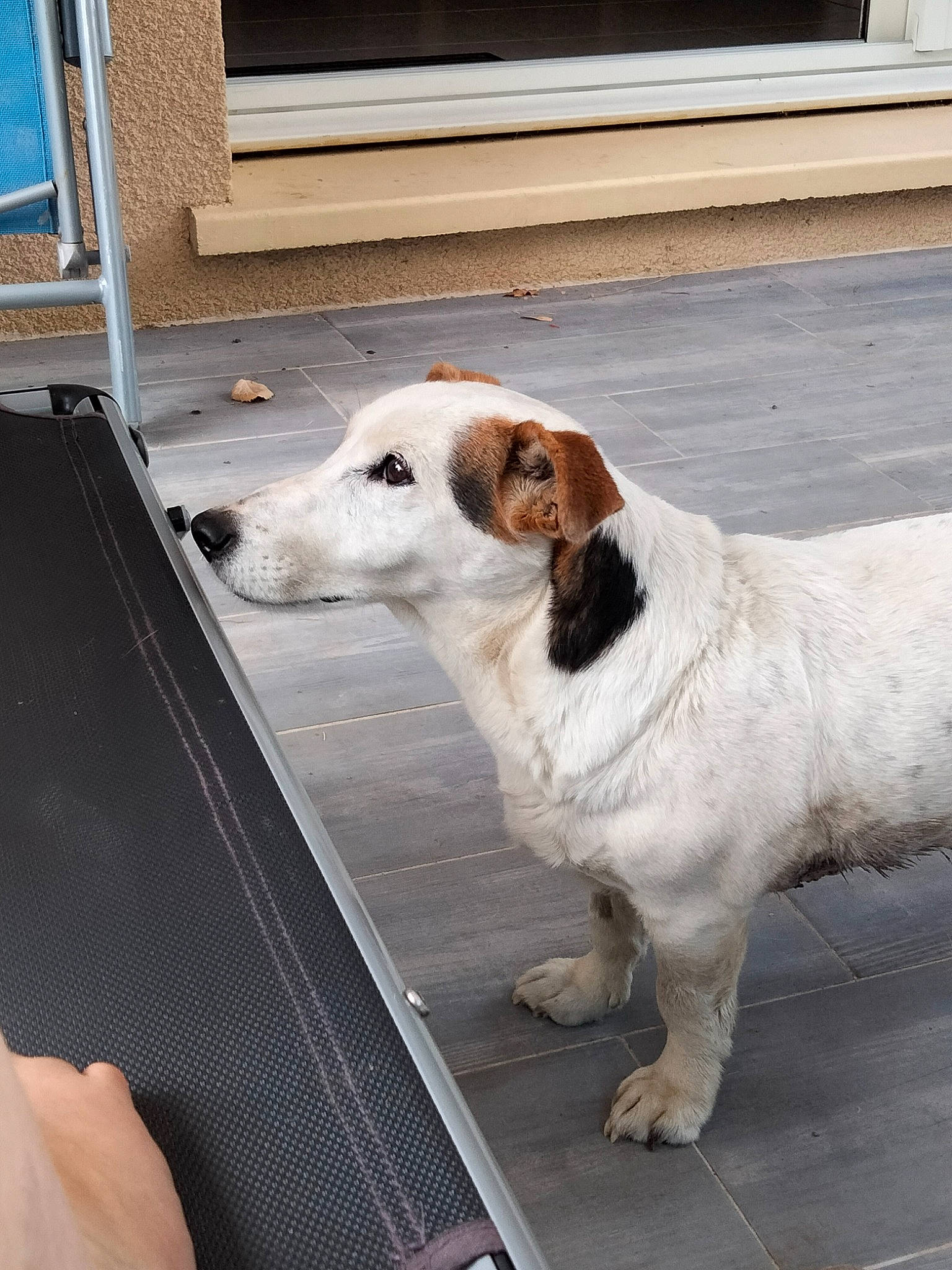 Éclipse participe au concours pour gagner de l'argent avec cette photo : canidae, carnivore, collar, companion_dog, dog, dog_breed, dog_collar, door, fawn, flooring, leash, pet_supply, road_surface, sidewalk, snout, tail, vehicle_door, window, wood, working_animal