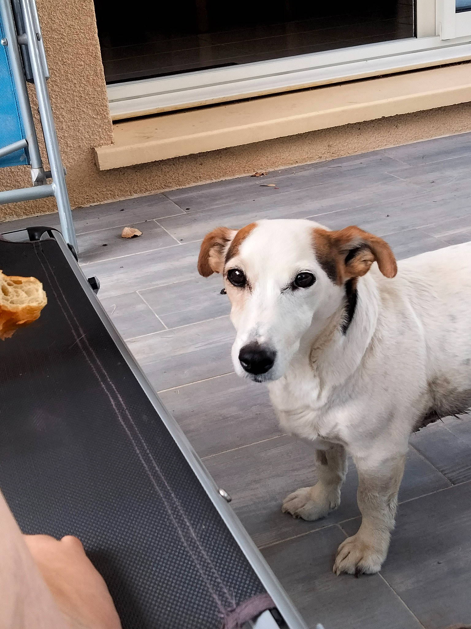 Éclipse participe au concours pour gagner de l'argent avec cette photo : canidae, carnivore, collar, companion_dog, dog, dog_breed, dog_collar, dog_supply, fawn, flooring, hardwood, pet_supply, road_surface, sidewalk, snout, sporting_group, tail, window, wood, working_animal