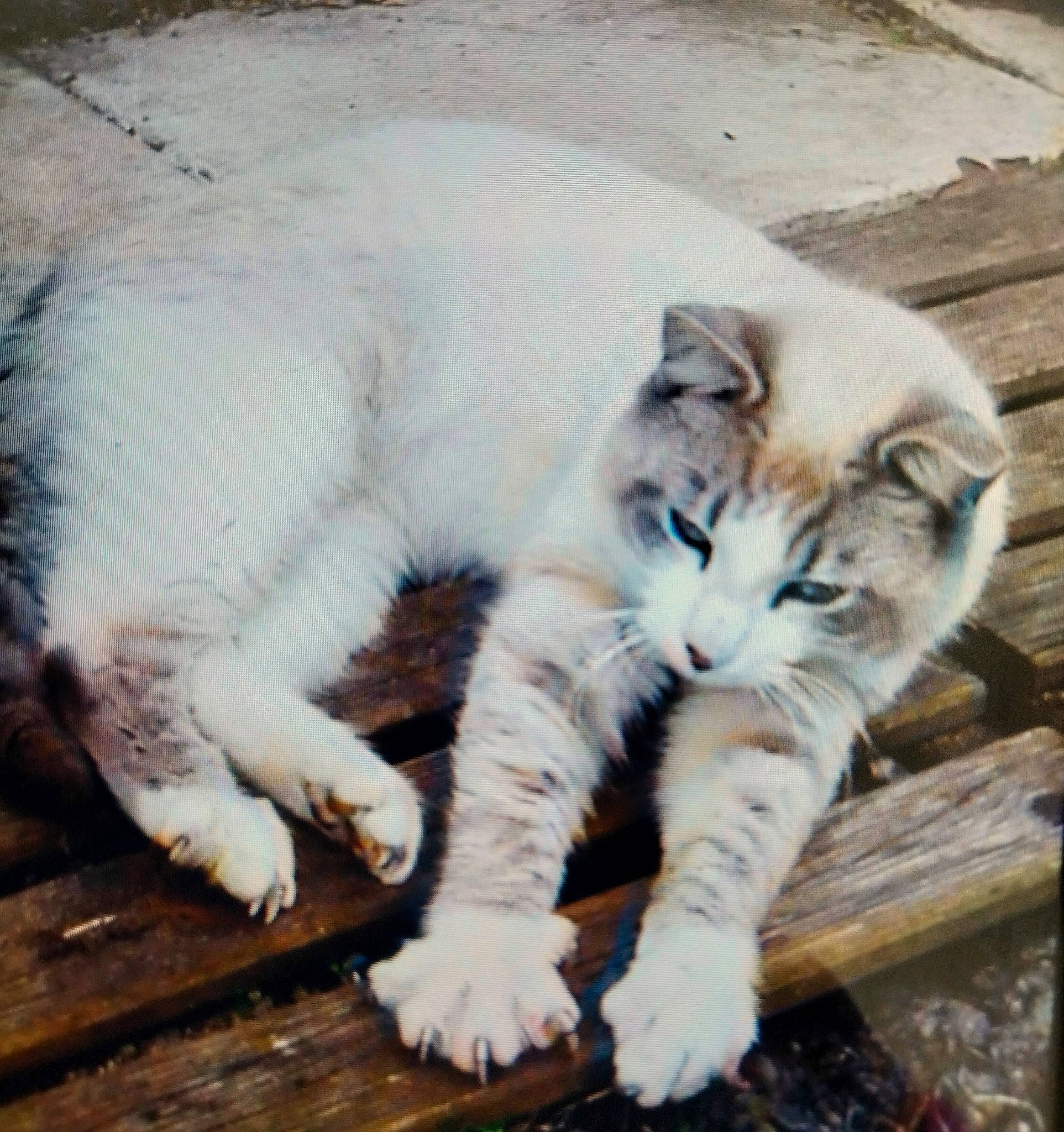 Neige participe au concours pour gagner de l'argent avec cette photo : carnivore, cat, comfort, domestic_short_haired_cat, fawn, felidae, foot, fur, grass, mammal, paw, plant, small_to_medium_sized_cats, snout, tail, terrestrial_animal, vertebrate, whiskers, window, wood