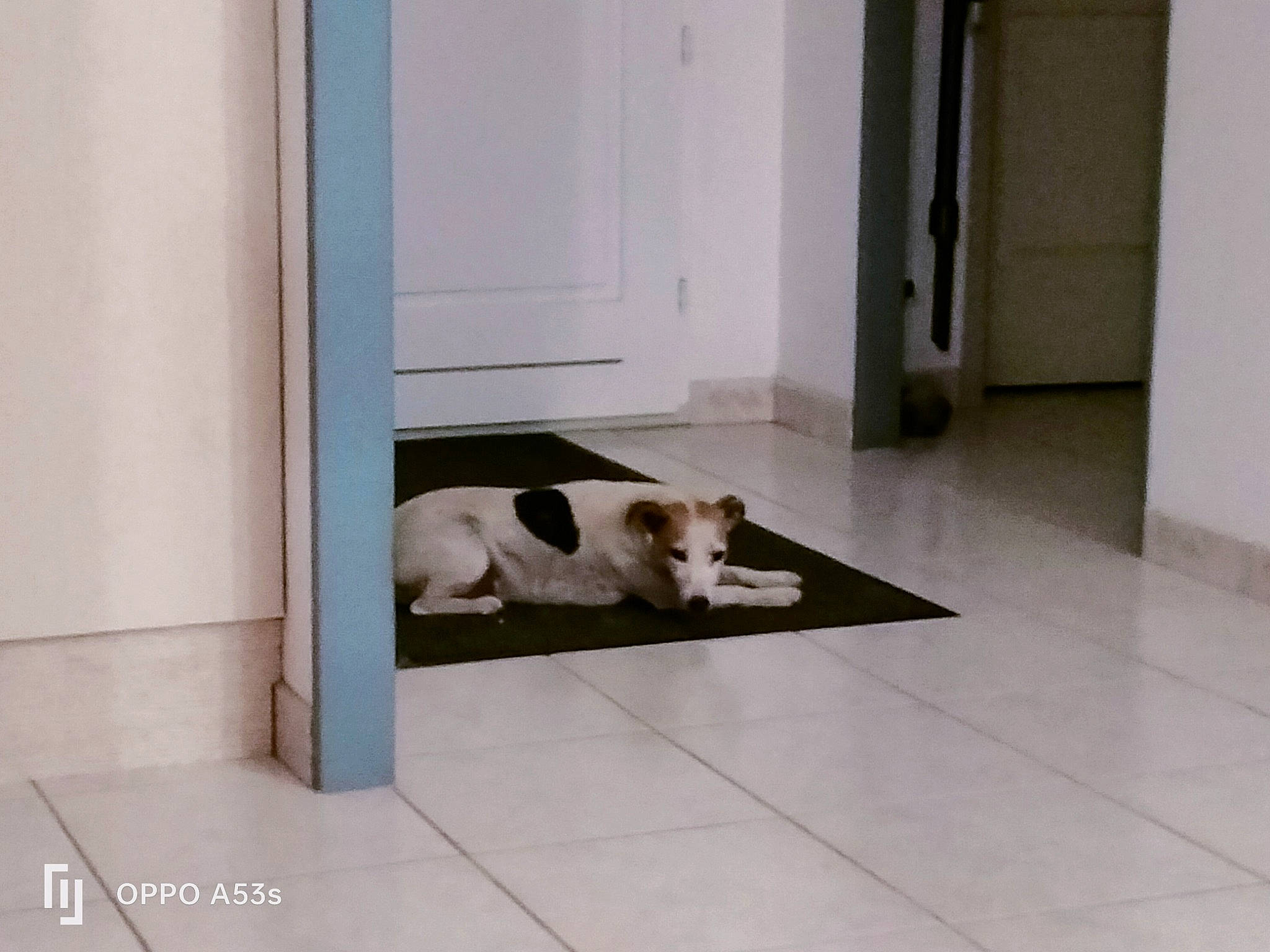 Noline participe au concours pour gagner de l'argent avec cette photo : canidae, carnivore, comfort, companion_dog, composite_material, dog, dog_breed, door, fawn, fixture, floor, flooring, hardwood, laminate_flooring, rectangle, room, sporting_group, tail, wood, wood_flooring