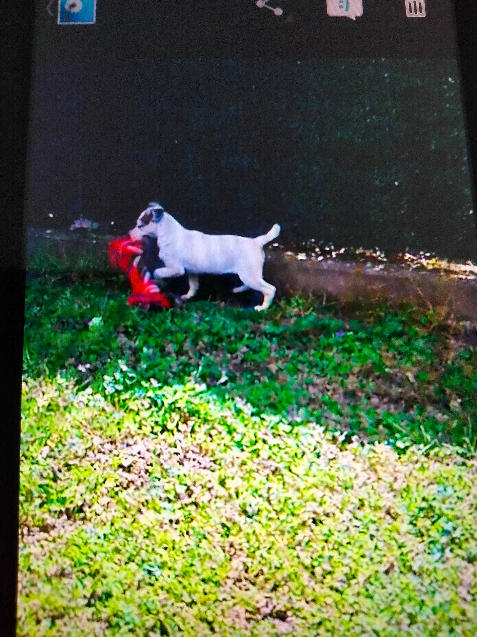 Noline a rejoint le concours — aidez-le/la à gagner de superbes lots ! companion_dog, display_device, dog_breed, fictional_character, flooring, font, garden, grass, groundcover, landscape, livestock, pasture, people_in_nature, photo_caption, plant, rectangle, shrub, sporting_group, tail, yard