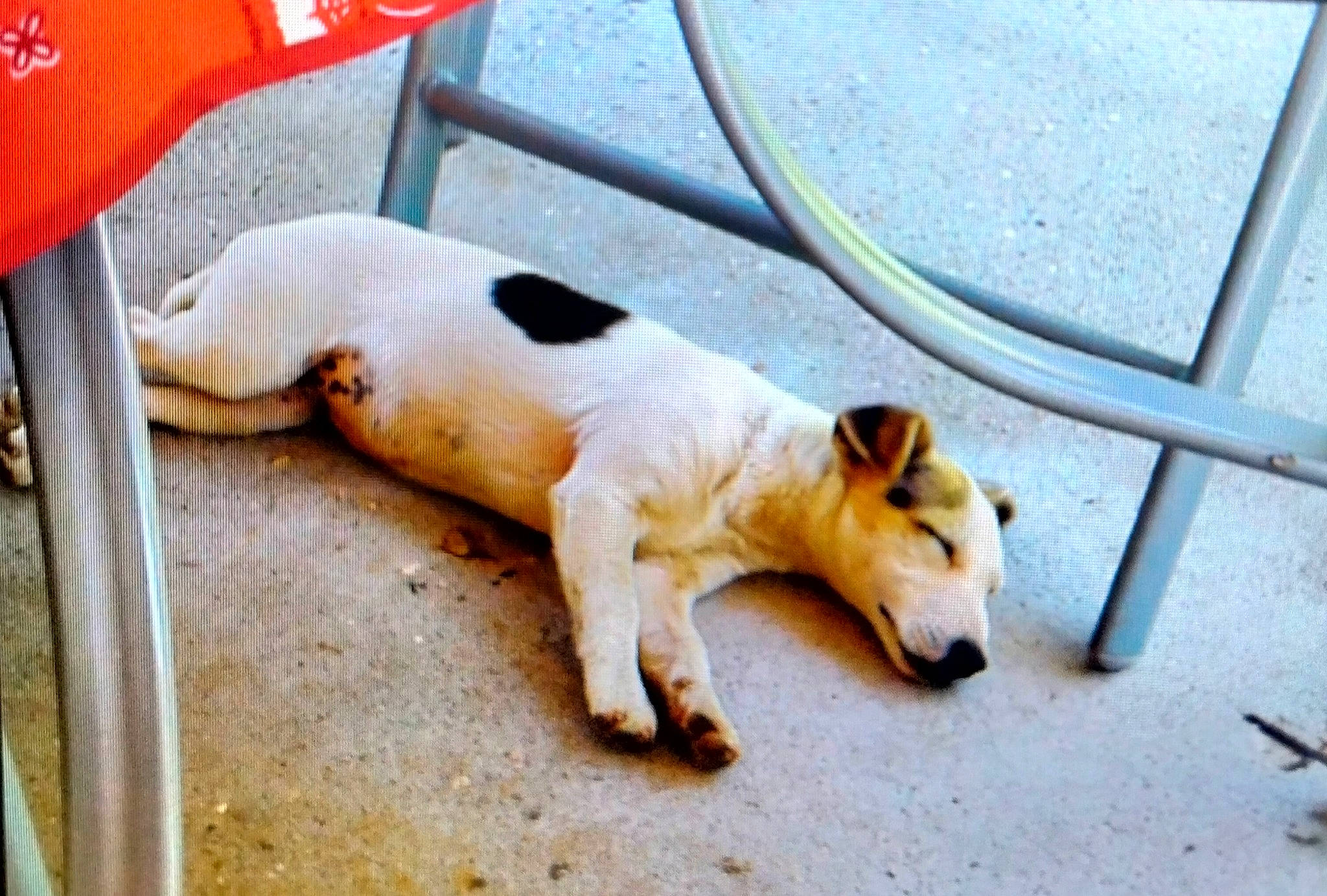 Noline participe au concours pour gagner de l'argent avec cette photo : canidae, carnivore, collar, comfort, companion_dog, dog, dog_breed, dog_supply, fawn, flooring, paw, pet_supply, road, snout, sporting_group, street_dog, tail, terrestrial_animal, whiskers, working_animal