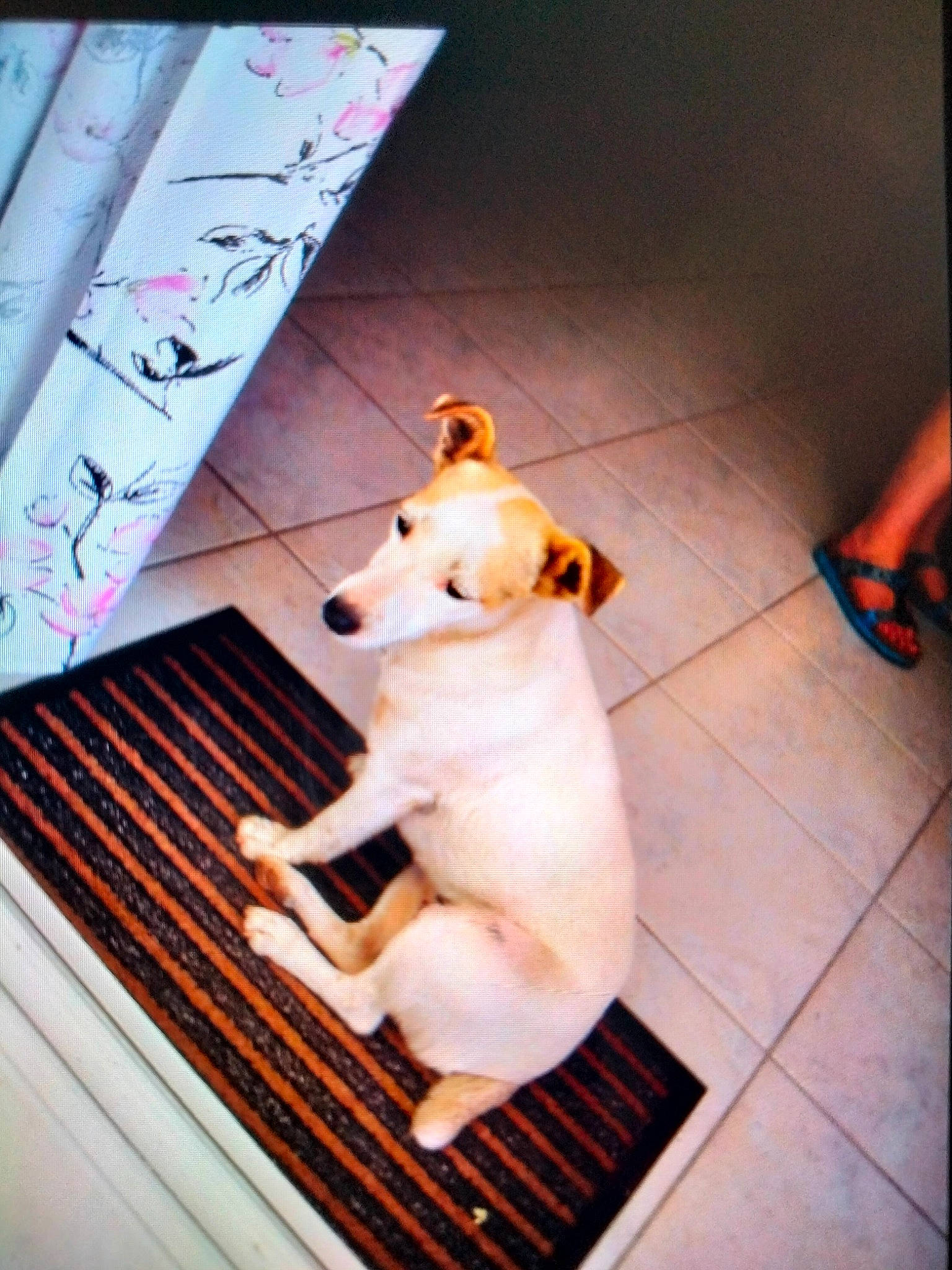 Noline participe au concours pour gagner de l'argent avec cette photo : canidae, carnivore, companion_dog, dog, dog_breed, dog_supply, fawn, floor, flooring, hardwood, human_leg, mammal, non_sporting_group, pet_supply, pink, snout, sporting_group, tail, wood, working_animal