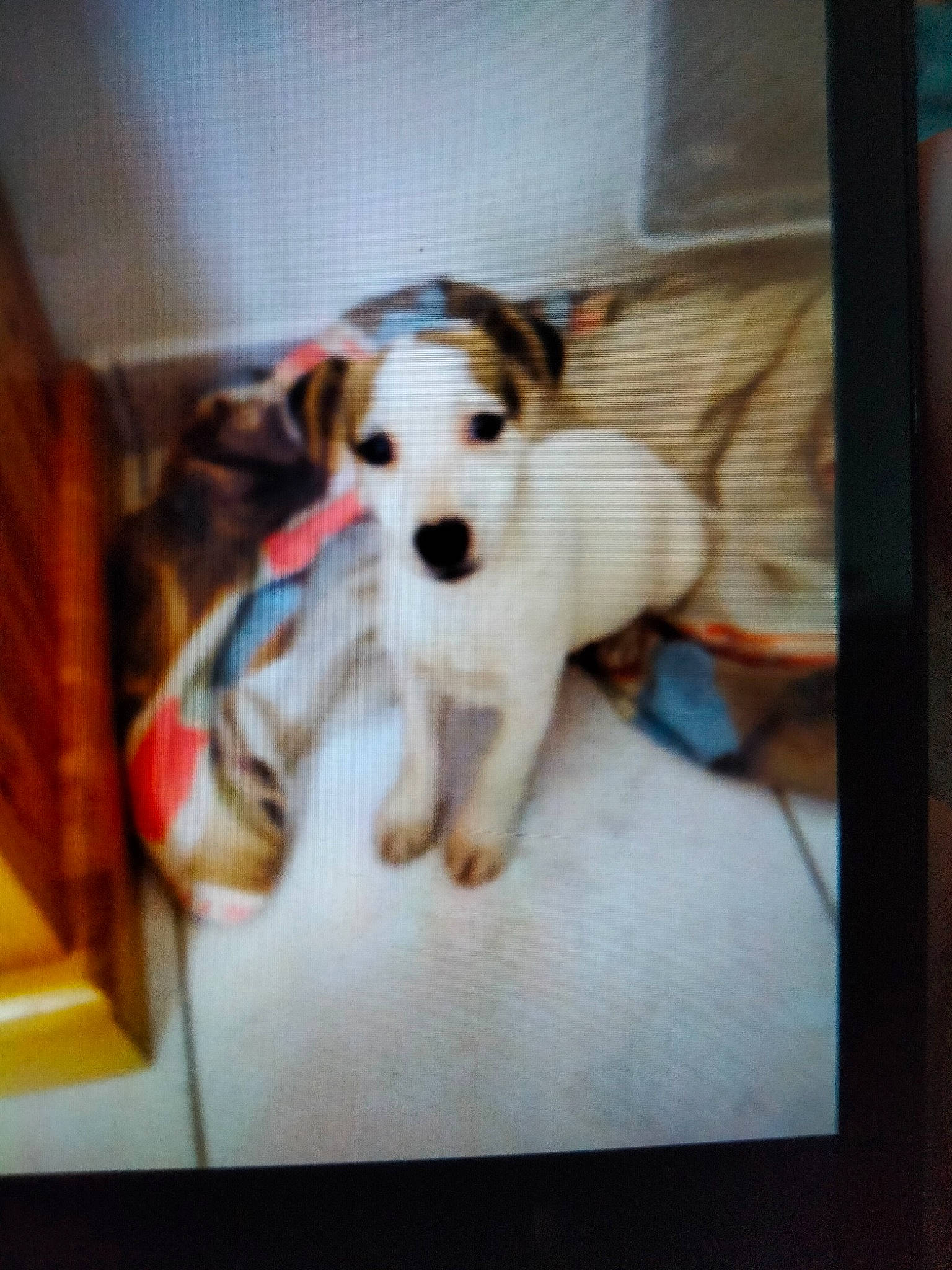 Noline a rejoint le concours — aidez-le/la à gagner de superbes lots ! canidae, carnivore, companion_dog, dog, dog_breed, dog_supply, fawn, flooring, mammal, paw, pet_supply, puppy_love, rectangle, snout, sporting_group, tail, toy_dog, vertebrate, wood, working_animal