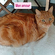 Mischka a rejoint le concours — aidez-le/la à gagner de superbes lots ! animal, cat, closeup, cute, domestic_cat, ears, feline, floor, fur, green_eyes, indoor, orange_tabby, pet, pink_text, relaxed, resting, text_overlay, texture, whiskers, wooden_furniture