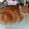 cat, orange_tabby, pet, feline, indoor, resting, animal, fur, whiskers, ears, green_eyes, closeup, texture, wooden_furniture, floor, pink_text, text_overlay, cute, domestic_cat, relaxed