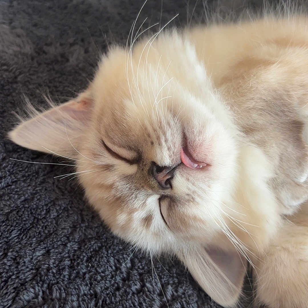 Snow participe au concours pour gagner de l'argent avec cette photo : animal, blanket, cat, close_up, cozy, cream_color, cute, ears, fluffy, fur, indoor, kitten, nap, peaceful, pet, relaxation, sleeping, soft_texture, tongue_out, whiskers