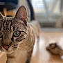 Tigris participe au concours pour gagner de l'argent avec cette photo : animal, blue_eyes, blurred_background, cat, close_up, curious, domestic, ear, feline, floor, focus, fur, home, indoor, paw, pet, soft_light, tabby, walking, whiskers