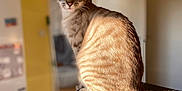 Tigris participe au concours pour gagner de l'argent avec cette photo : animal, blue_eyes, blurred_background, cat, countertop, curious, domestic_cat, door, feline, fur, indoor, pet, portrait, sitting, soft_light, sunlight, tabby, tail, whiskers, yellow_wall