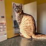 animal, blue_eyes, blurred_background, cat, countertop, curious, domestic_cat, door, feline, fur, indoor, pet, portrait, sitting, soft_light, sunlight, tabby, tail, whiskers, yellow_wall