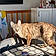 Tigris