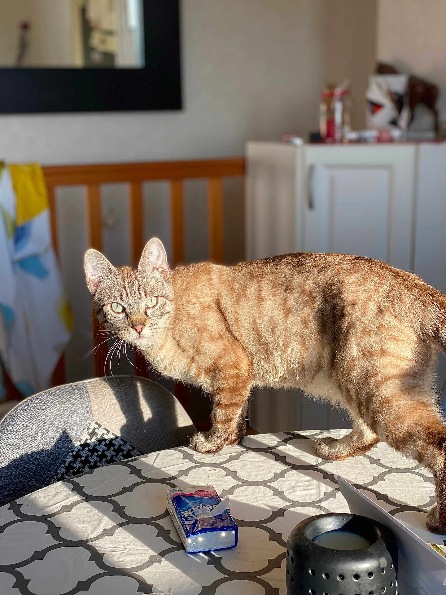 Tigris