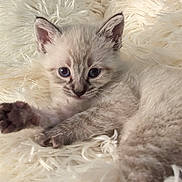 Bowie joined the competition — help win amazing prizes! kitten, cat, pet, fur, paw, paw_pad, blue_eyes, whiskers, ears, fluffy_blanket, blanket, cozy, close_up, portrait, indoor, resting, small_animal, cute, soft_texture, mammal