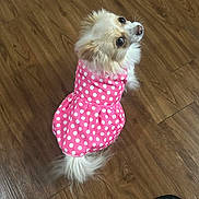 Ocean is registered to the contest to win money with this photo: animal, brown, clothing, cute, dog, domestic_animal, dress, floor, fur, indoor, looking_back, pet, pink, polka_dot, portrait, sitting, small_dog, tail, white, wooden_floor