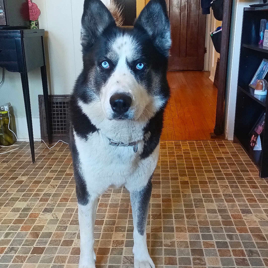 Zeke is registered to the contest to win money with this photo: accessories, animal, bag, canine, computerhardware, dog, electronics, flagstone, handbag, hardware, husky, indoors, interiordesign, monitor, path, person, pet, screen, walkway, wood