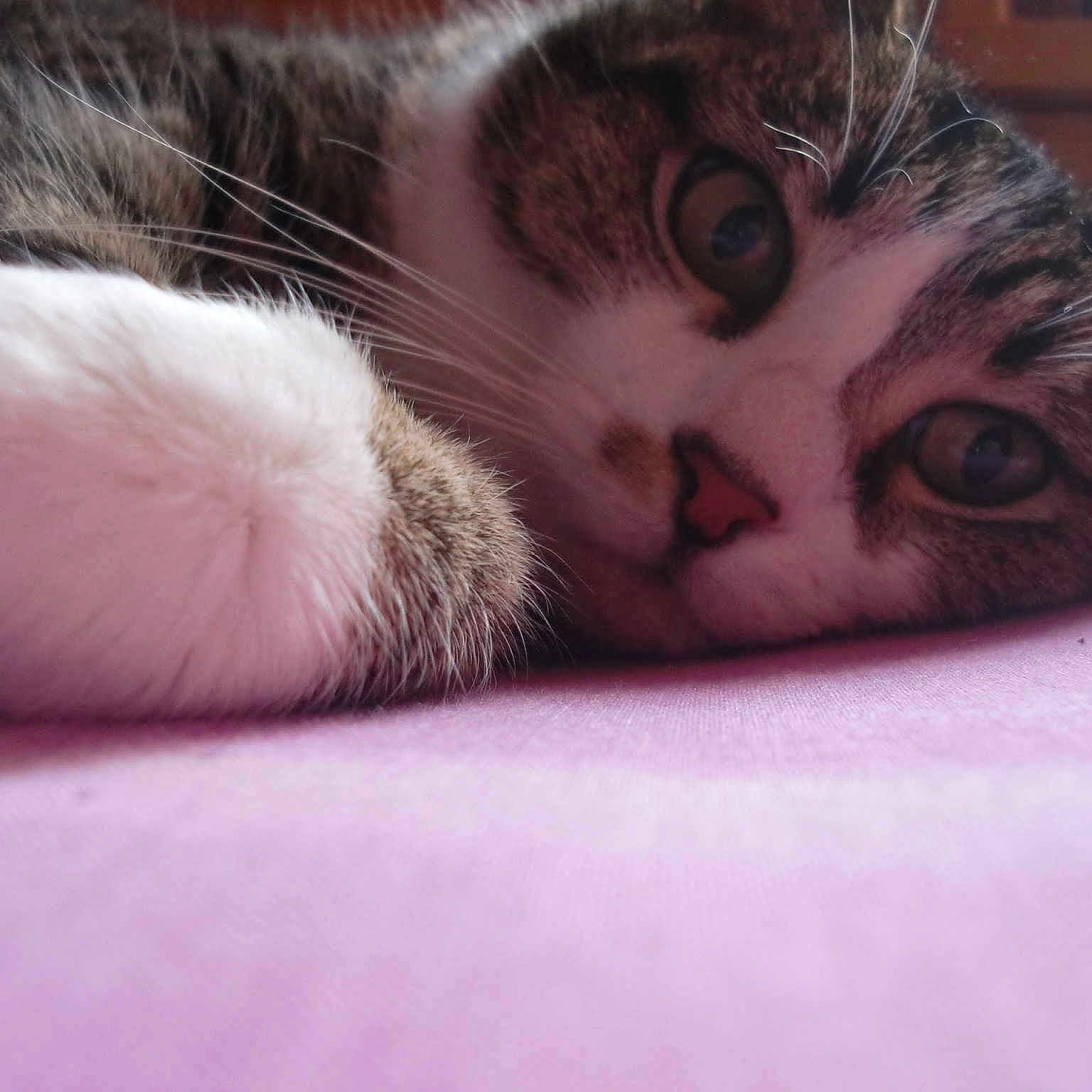 Cokine participe au concours pour gagner de l'argent avec cette photo :