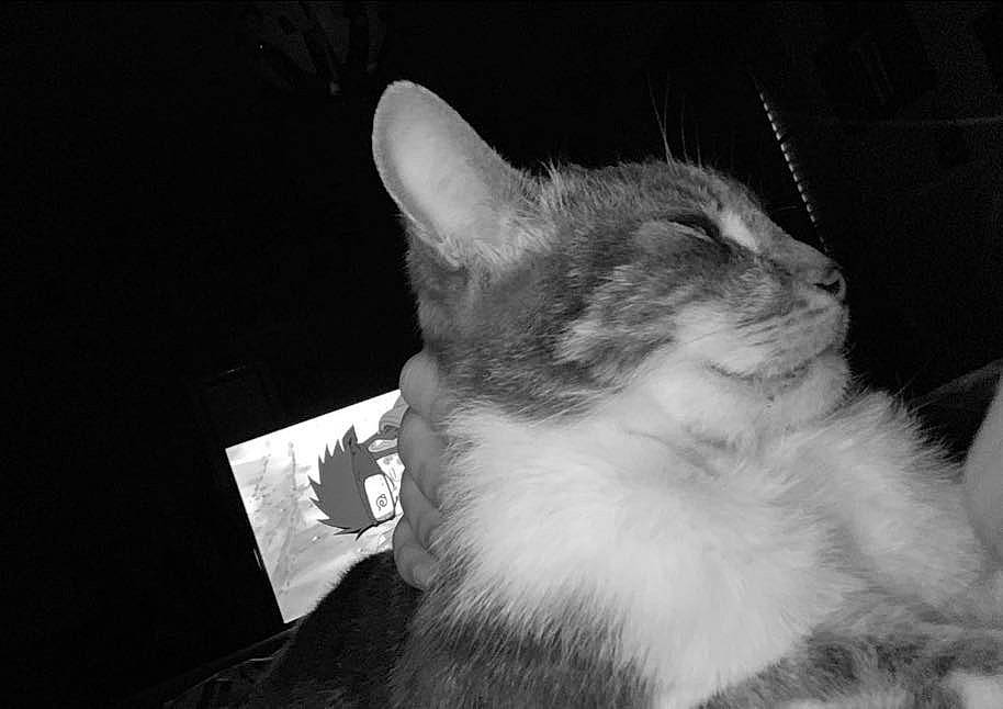 Nuggets a rejoint le concours — aidez-le/la à gagner de superbes lots ! box, carnivore, cat, claw, comfort, darkness, domestic_short_haired_cat, ear, felidae, fur, monochrome, monochrome_photography, night, paw, sitting, small_to_medium_sized_cats, tail, whiskers