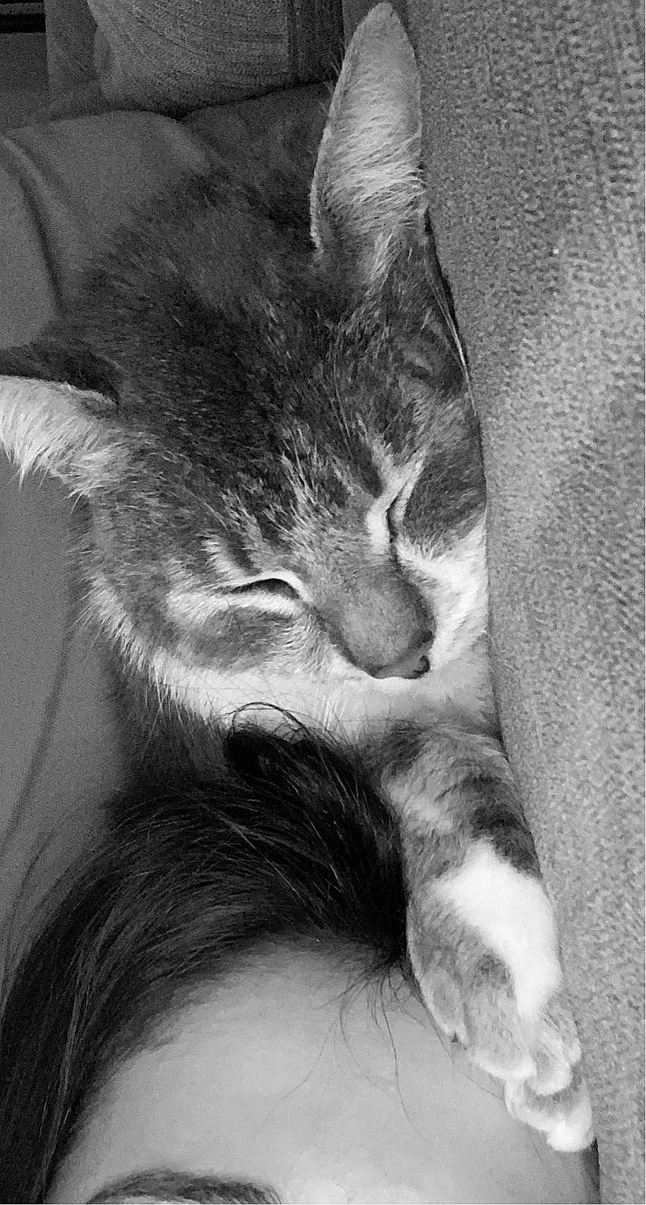 Nuggets a rejoint le concours — aidez-le/la à gagner de superbes lots ! black_and_white, carnivore, cat, cloud, comfort, ear, eye, felidae, gesture, grey, iris, jaw, mammal, nose, plant, small_to_medium_sized_cats, snout, style, vertebrate, whiskers