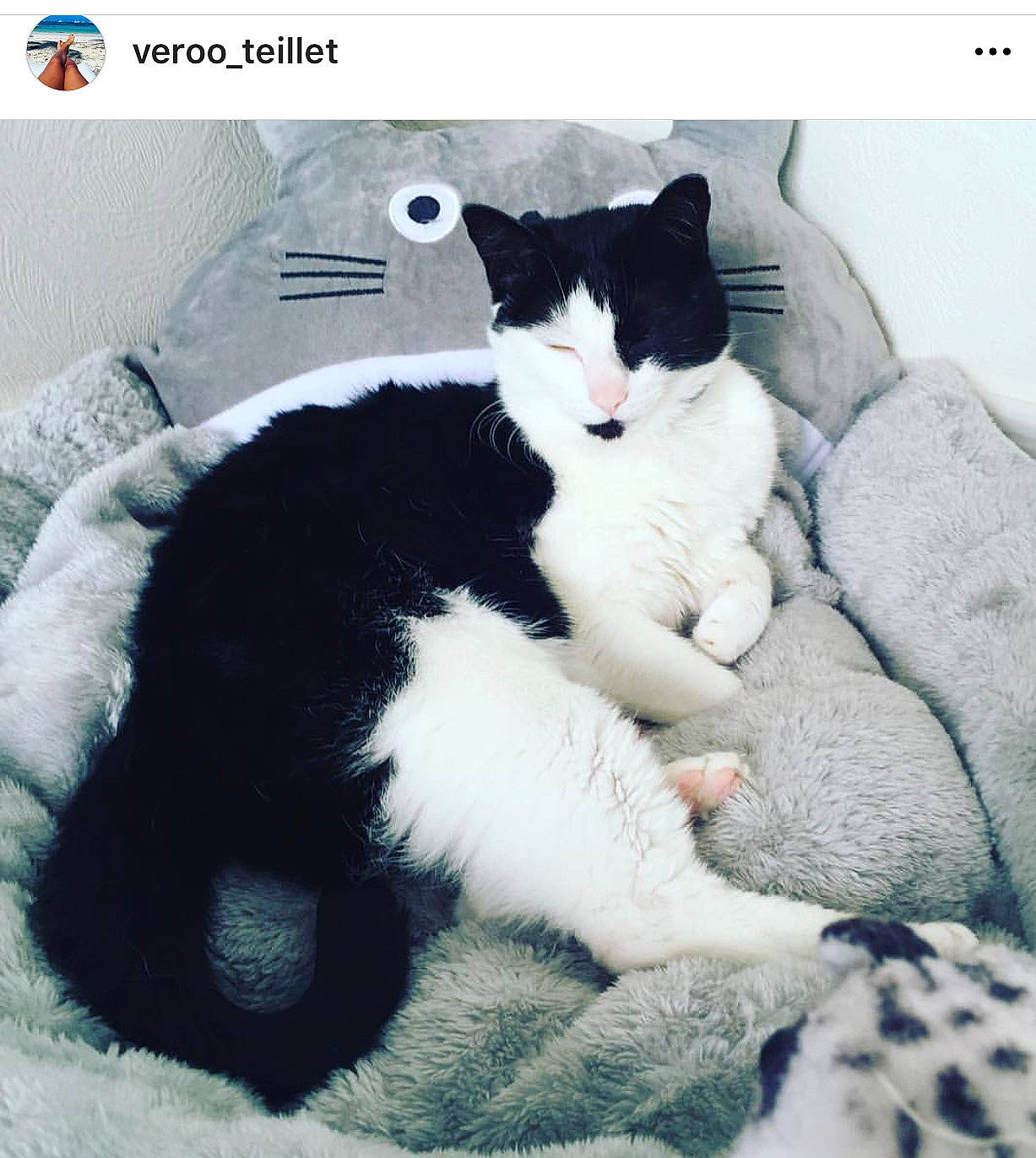Louna a rejoint le concours — aidez-le/la à gagner de superbes lots ! bedding, carnivore, cat, claw, comfort, domestic_short_haired_cat, felidae, font, fur, linens, love, nap, paw, photo_caption, rectangle, sitting, small_to_medium_sized_cats, square, tail, whiskers