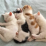 The Cuddle Puddle joined the competition — help win amazing prizes! adorable, animal, bed, black, blanket, cat, cozy, cute, feline, fur, indoors, kitten, nap, orange, pet, pile, resting, sleeping, soft, white