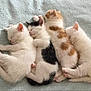 adorable, animal, bed, black, blanket, cat, cozy, cute, feline, fur, indoors, kitten, nap, orange, pet, pile, resting, sleeping, soft, white