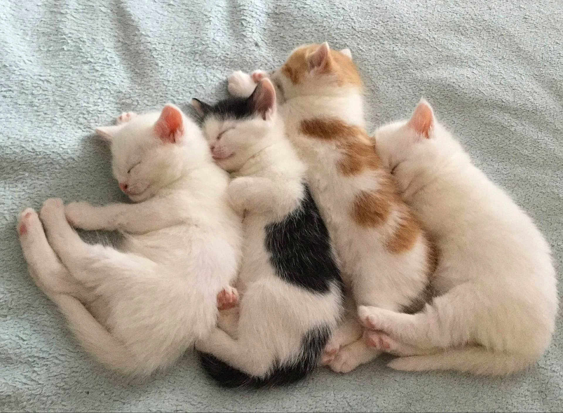 The Cuddle Puddle