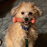 Spencer joined the competition — help win amazing prizes! animal, bone, brown, carpet, collar, companion, cute, dog, domestic, fluffy, fur, happy, indoor, leash, pet, playful, puppy, sitting, small_dog, toy