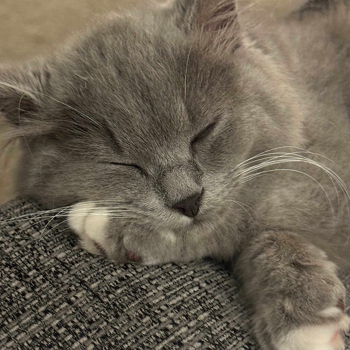 Gus joined the competition — help win amazing prizes! abyssinian, angora, animal, bodypart, cat, chair, claw, couch, electronics, furniture, gray, hardware, kitten, manx, mouth, person, pet, siamese, sleeping, snout