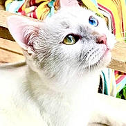 Moon participe au concours pour gagner de l'argent avec cette photo : animal, blue_eye, cat, close_up, colorful_background, curious, cute, domestic_cat, ears, feline, green_eye, heterochromia, indoors, looking_up, pet, portrait, soft_fur, striped_fabric, whiskers, white_cat