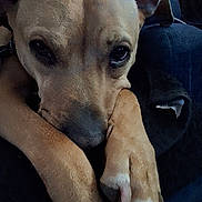 Peanut joined the competition — help win amazing prizes! animal, canine, close_up, companion, cute, dog, domestic_animal, ears, face, fur, indoor, lying_down, mammal, nail, paws, pet, portrait, relaxed, resting, tan_dog