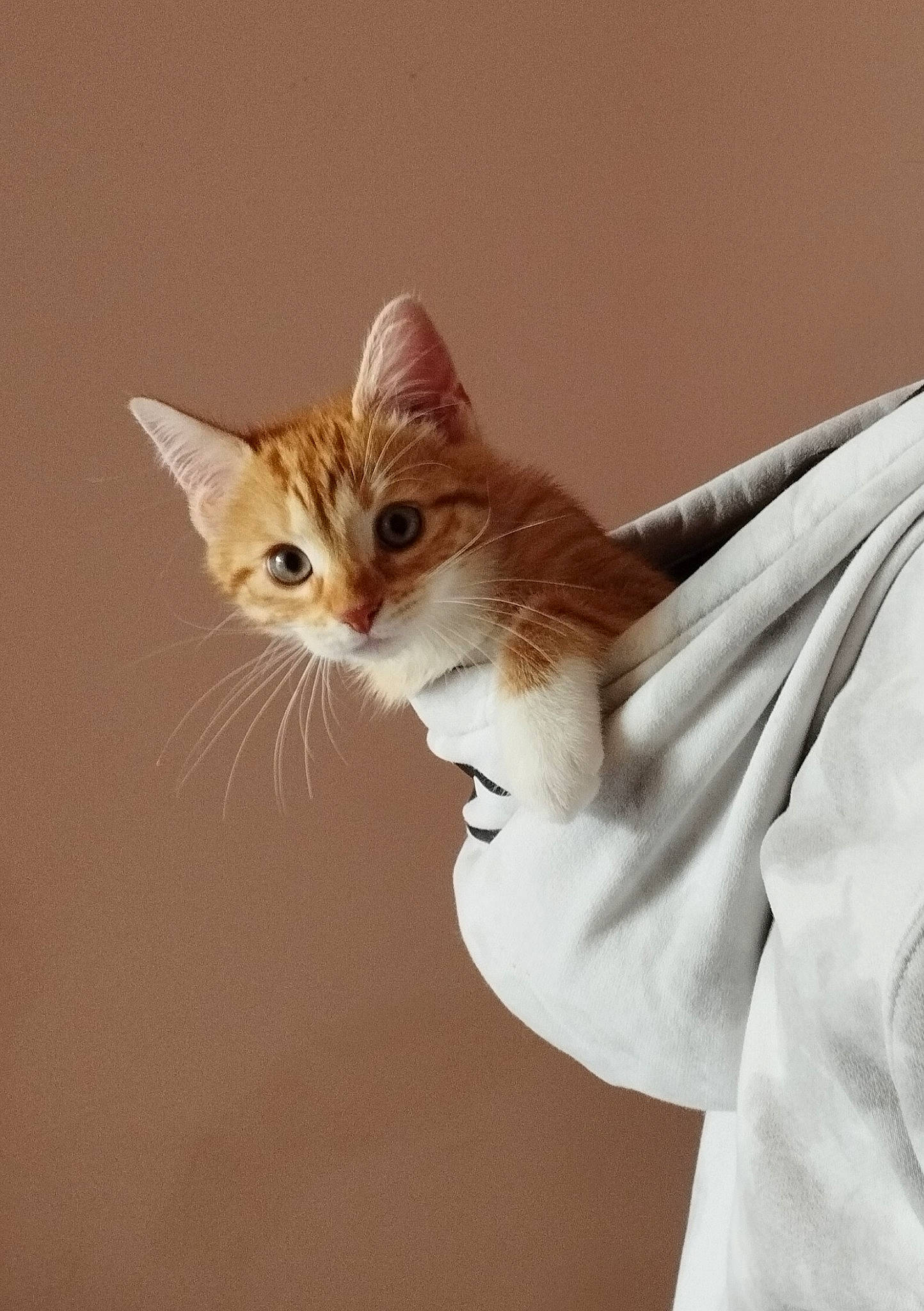 Eliot a rejoint le concours — aidez-le/la à gagner de superbes lots ! brown, carnivore, cat, elbow, fawn, felidae, fur, gesture, peach, sleeve, small_to_medium_sized_cats, tail, whiskers